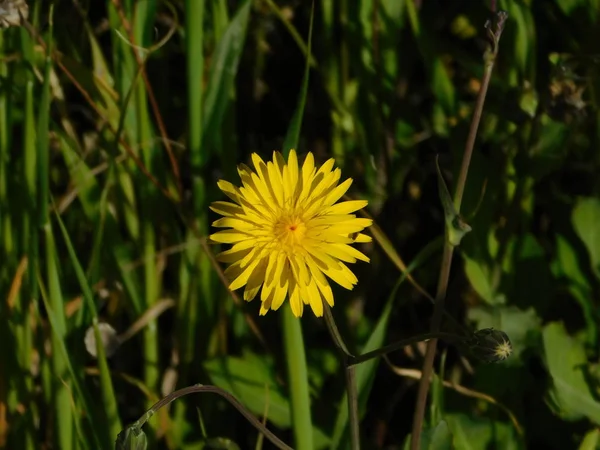 Diente León Taraxacum Officinale Flor Amarilla —  Fotos de Stock