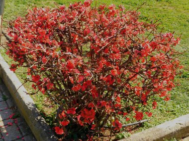 Cydonia or Chaenomeles japonica blooming with red fowers clipart