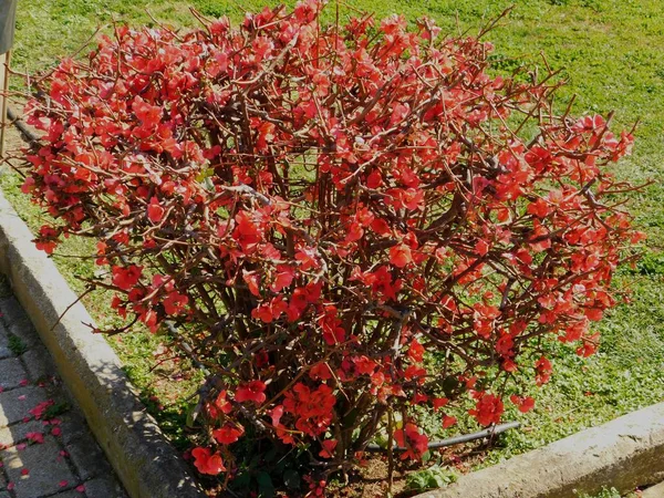 Cydonia Lub Chaenomeles Japonica Kwitnąca Czerwonymi Kwitnącymi Kwiatami — Zdjęcie stockowe