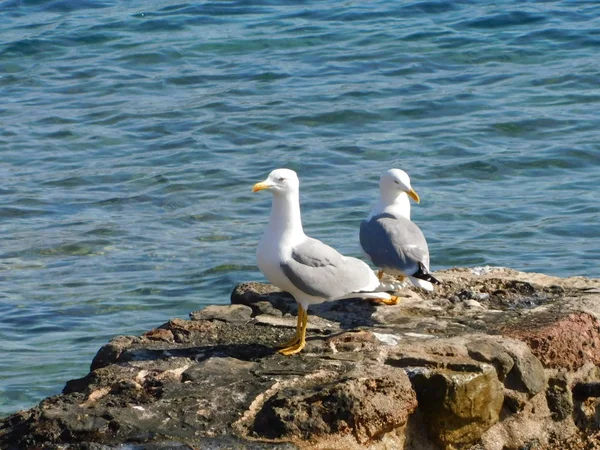 Talking You Attitude Seagulls Rock Sea — Stock Photo, Image