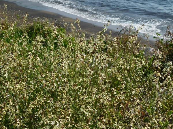 Arugula, or rocket, or Eruca sativa, blooming wild plants, near the sea, in Attica, Greece