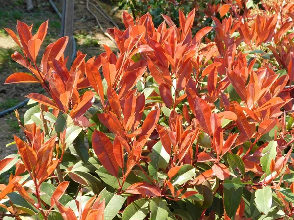 Yunanistan 'ın Attica kentindeki bir parkta kırmızı ve yeşil yapraklı bir fotinia fraseri kırmızısı Robin çalısı