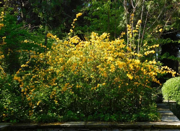 Kerria Japonica Florescendo Aumentou Japonês Jardim Botânico Atenas — Fotografia de Stock