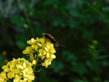 Hardal ya da sinapis sarı çiçekler ve kızıl bir amiral ile açan yabani bitki ya da Attica, Yunanistan 'da siyah ve kırmızı kelebek Vanessa atalanta