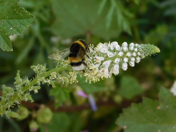 Bir yaban arısı, ya da bir mignonette veya Reseda alba çiçeğindeki Bombus terrestris.