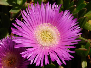 Yunanistan 'ın Attica kentinde bir Elands sourinciri veya domuz suratı veya buz bitkisi veya otomobil veya mesembryanthemum asinaciforis çiçeği