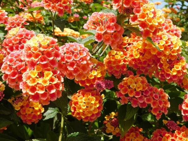 Lantana Camara Flowers Attica Greece — Stock Photo, Image