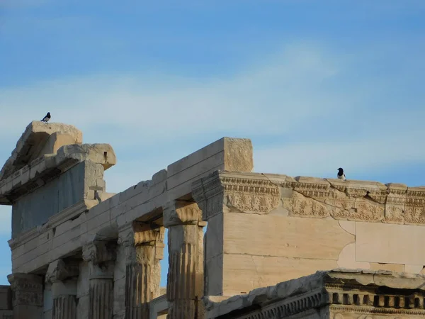 Urracas Eurasiáticas Pica Pica Templo Erectheion Antigua Acrópolis Atenas Grecia —  Fotos de Stock