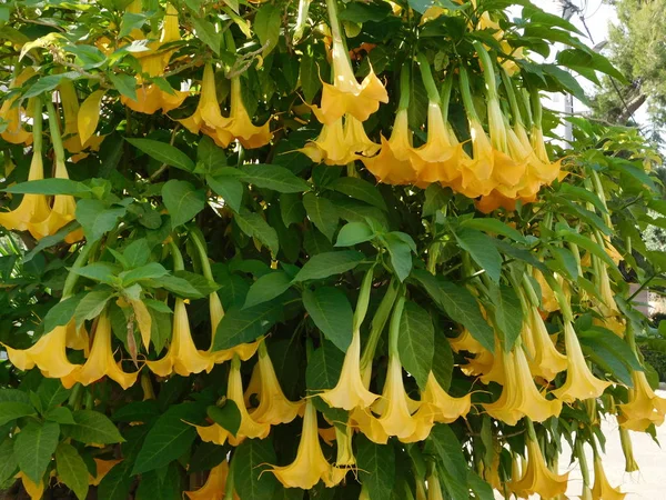 Engelentrompet Brugmansia Bloeit Lente Glyfada Griekenland — Stockfoto