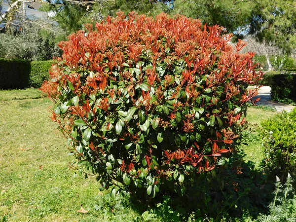 Arbusto Rojo Robin Photinia Fraseri Con Hojas Rojas Verdes Parque —  Fotos de Stock