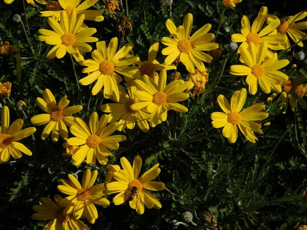 Margarida Amarela Euryops Pectinatus Flores — Fotografia de Stock