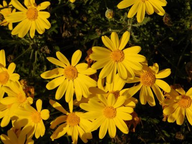 Sarı papatya, ya da Euryops pectinatus çiçekleri