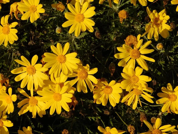 Margarida Amarela Flores Euryops Pectinatus — Fotografia de Stock