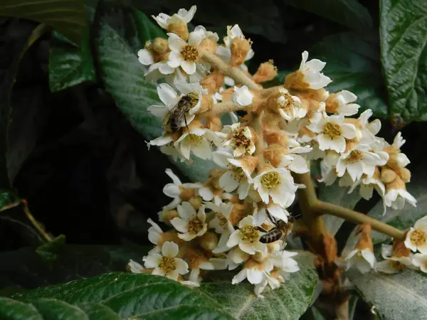 Loquat Eller Eriobotrya Japonica Träd Blommor Höst Och Honungsbin Eller — Stockfoto