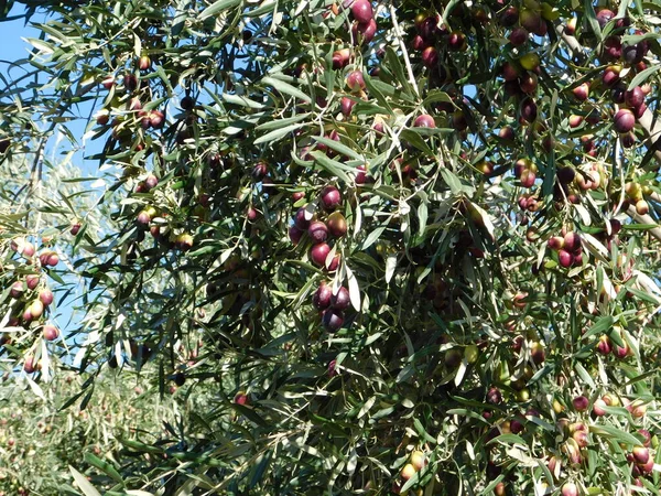 Rijpe Onrijpe Olijven Een Olijfboom Herfst — Stockfoto