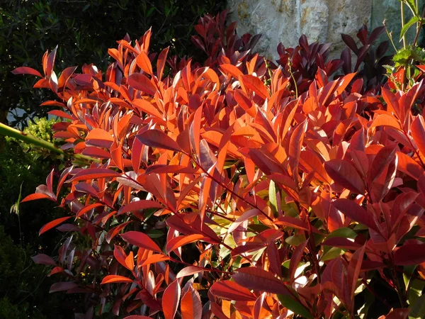Rote Blätter Einer Photinia Fraseri Rotkehlchen — Stockfoto