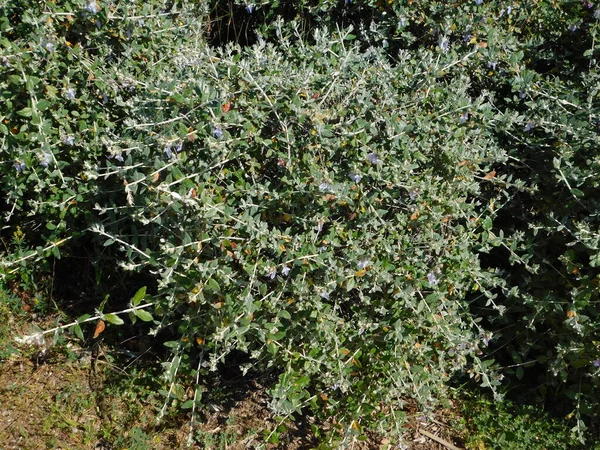 Shrubby Germander Teucrium Fruticans Planta Glyfada Grécia — Fotografia de Stock