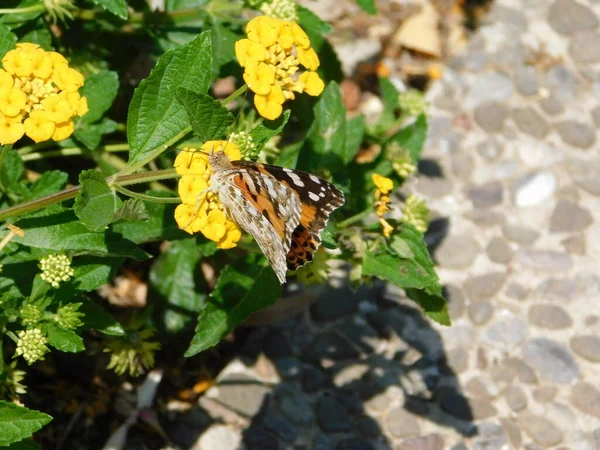 Lantana Trailing Oder Montevidensis Gelbe Blumen Und Ein Bemalter Schmetterling — Stockfoto