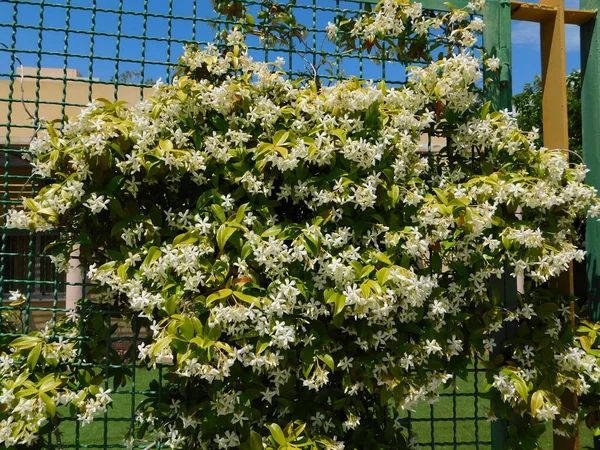 Güney Yıldız Yasemini Trachelospermum Rhynchospermum Jasminoides Tamamen Çiçek Açmış Bir — Stok fotoğraf