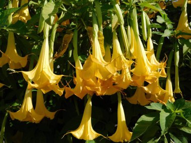 Angels trumpet or Brugmansia flowers at springtime, in Glyfada, Greece clipart