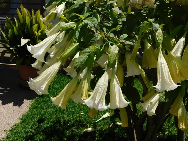 Anioły Trąbka Lub Brugmansia Kwiaty Wiosną Glyfada Grecja — Zdjęcie stockowe