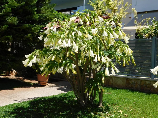 Meleklerin trompeti ya da baharda çiçekli Brugmanya ağacı.