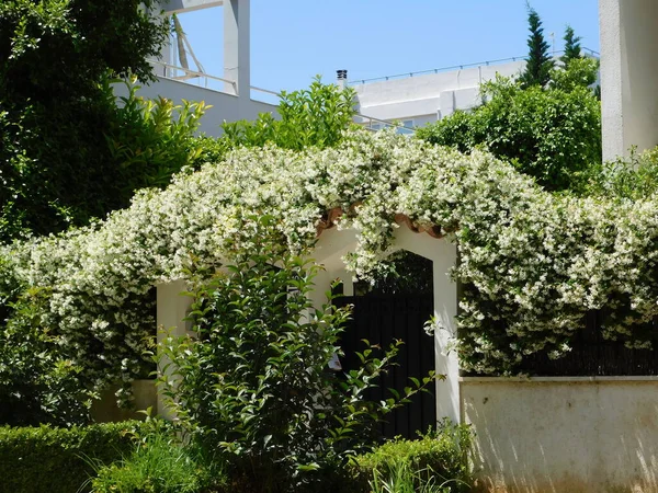 Jazmín Del Sur Estrella Trachelospermum Rhynchospermum Jasminoides Vid Plena Floración —  Fotos de Stock