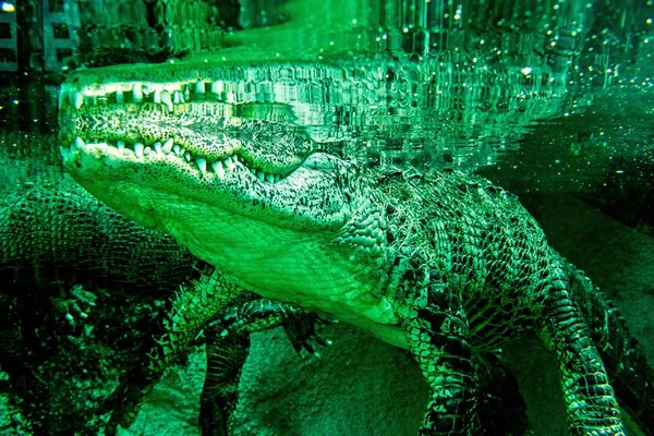 Closeup de jacaré no aquário do zoológico — Fotografia de Stock