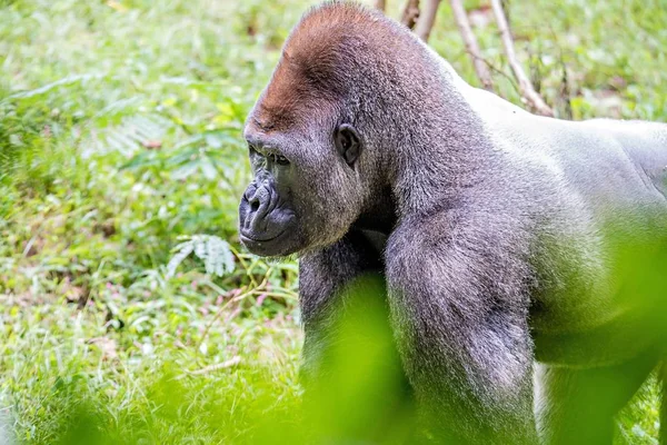 Серебряная горилла выглядит настороженно и угрожает естественной — стоковое фото