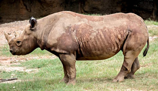 Rhinoceros enjoying on green grassy meadow — Stock Photo, Image