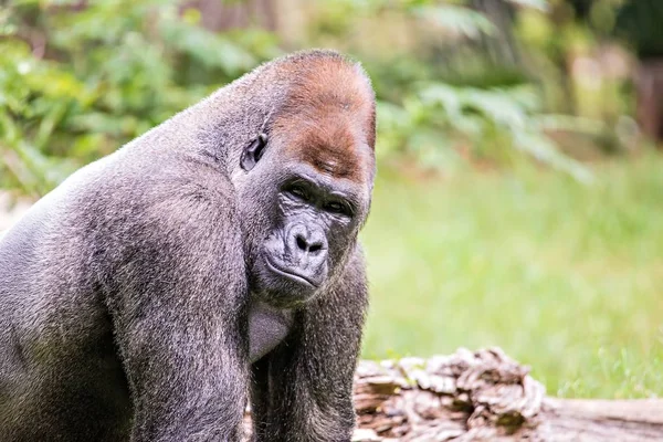 Prata de volta gorila olhando alerta e ameaçador contra um natural — Fotografia de Stock