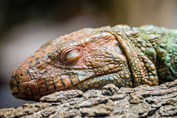 Lagarto selvagem olho fechado e dormindo — Fotografia de Stock