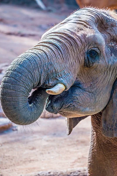 Slon africký (Loxodonta Africana) krmení v zoo — Stock fotografie