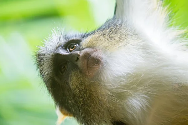Молодая африканская обезьяна Chlorocebus pygerythrus in bamboo — стоковое фото