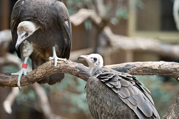 동물원에서 상세한 초상화에 독수리 — 스톡 사진