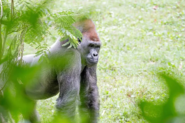 Silberrücken-Gorilla sieht wachsam und bedrohlich gegen eine natürliche — Stockfoto