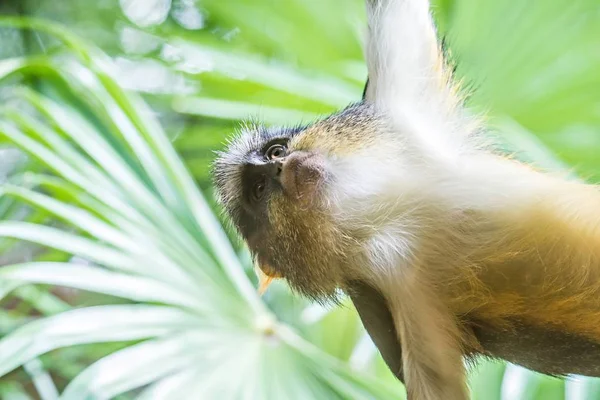 Macaco-de-vervet africano juvenil Chlorocebus pygerythrus em bambu — Fotografia de Stock