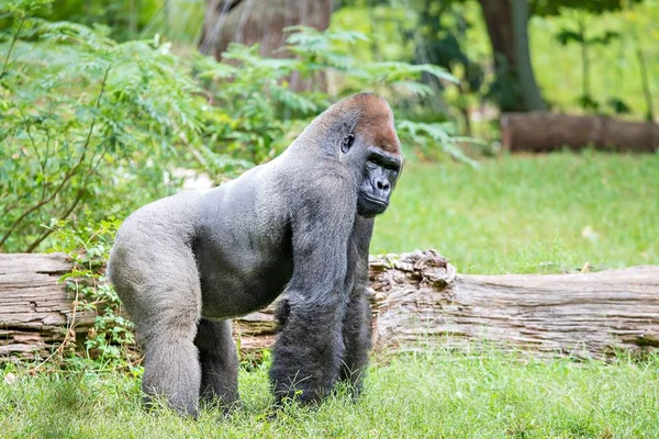 Argent dos gorille regardant alerte et menaçant contre un naturel — Photo