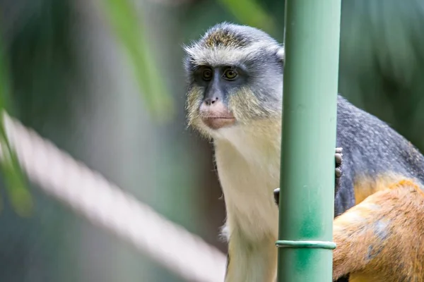 Scimmia Vervet africana giovanile Clorocebus pygerythrus in bambù — Foto Stock