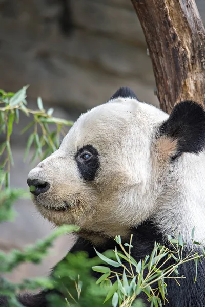 Panda géant mangeant du bambou vert — Photo