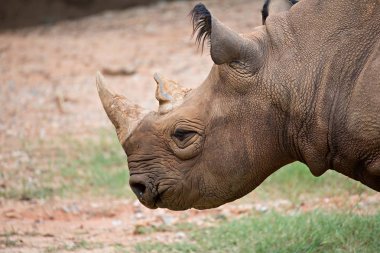 Yeşil otsu çayır üzerinde zevk gergedan