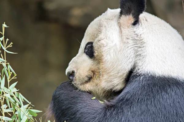 Гигантская панда ест зеленый бамбук — стоковое фото