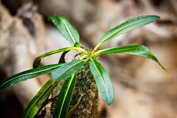 Hroty Madagaskar palm tree Pachypodium lamerei — Stock fotografie