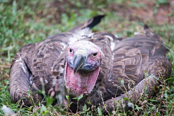 Buitre en un retrato detallado en un zoológico —  Fotos de Stock