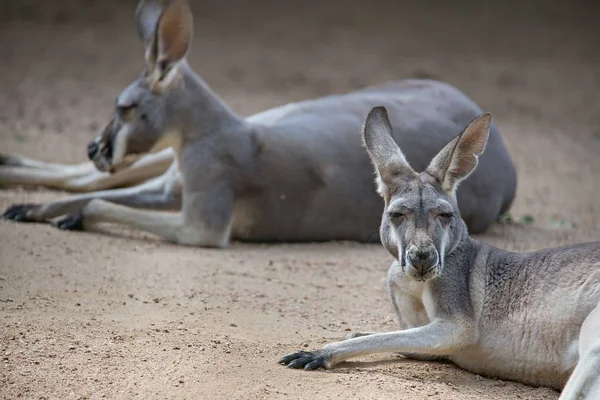 Kangoeroe ontspannen op grond in de zon — Stockfoto