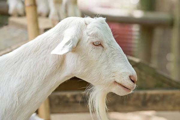 Ziege posiert auf einem Bauernhof — Stockfoto