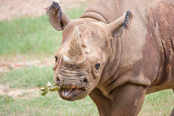 Nosorožci se těší na zelené travnaté louce — Stock fotografie