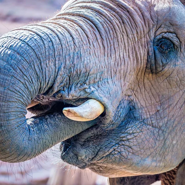 Slon africký (Loxodonta Africana) krmení v zoo — Stock fotografie