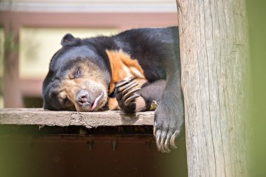 Malaya güneş ayı veya bearsleeping tatlım
