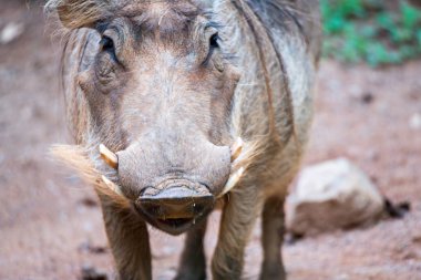 doğruca kameraya bakarak domuz portre